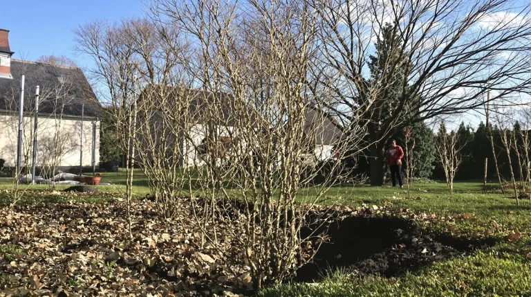 Jardin : si vous ne plantez pas ces jeunes fruitiers cette semaine, vous risquez de perdre une année entière de récoltes d’été