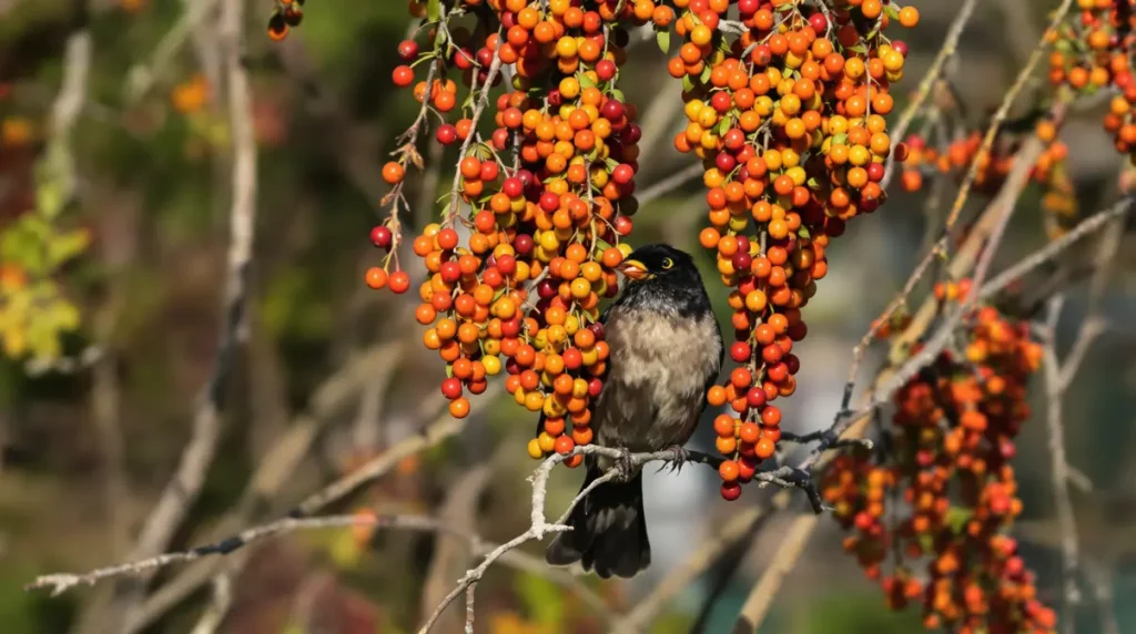 Les oiseaux en sont fous : cette plante les attire comme un véritable aimant et c'est en mars qu'elle s'installe