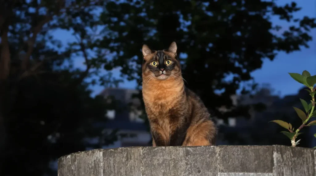 Rouges-gorges au jardin : ce soir, sortez dehors cet aliment de base à 3 centimes, que presque tous les jardiniers oublient